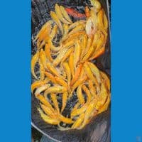 karasi 20-25cm.100 ekor