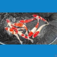 kohaku 35-42cm. 8 ekor