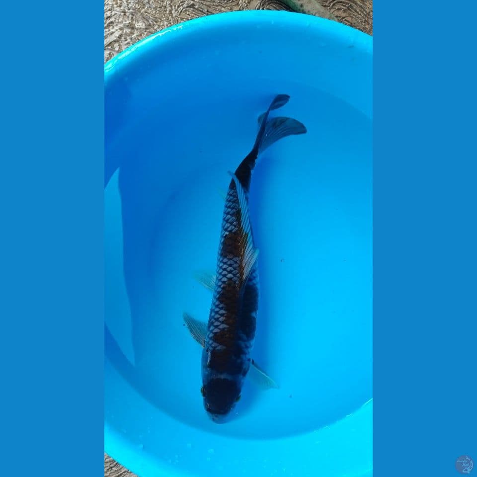 OCHIBA 33 CM/MALE