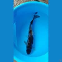 OCHIBA 33 CM/MALE