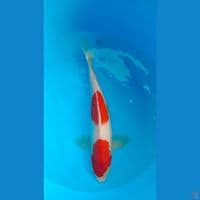 KOHAKU 28 CM