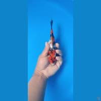 showa ginrin 17 cm