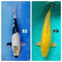 SHIRO & KARASI LEMON