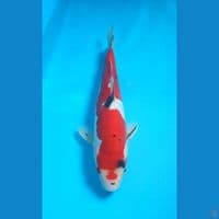 sanke doit 31cm 