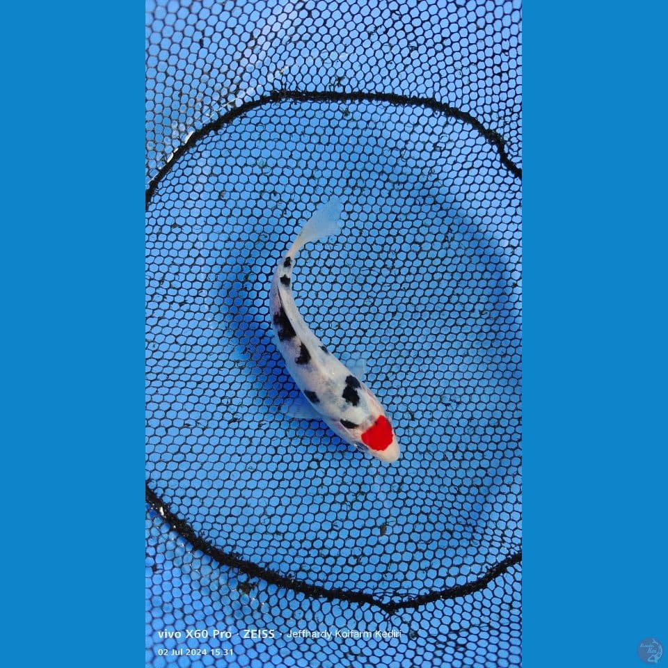 Tancho sanke (12cm)