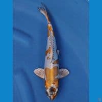 KIKOKURYU 31 CM MALE