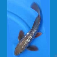 KUMPAY ARAGOKE GINRIN 32 CM MALE