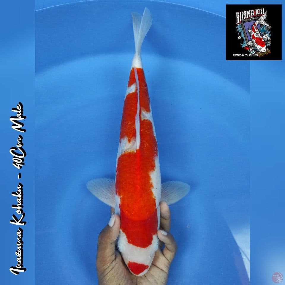 INAZUMA KOHAKU 40CM MALE (CUTKER)
