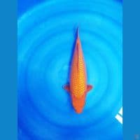 Super red karasi fuull ginrin 40cm SQ ready show 