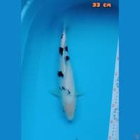 shiro 33 cm 