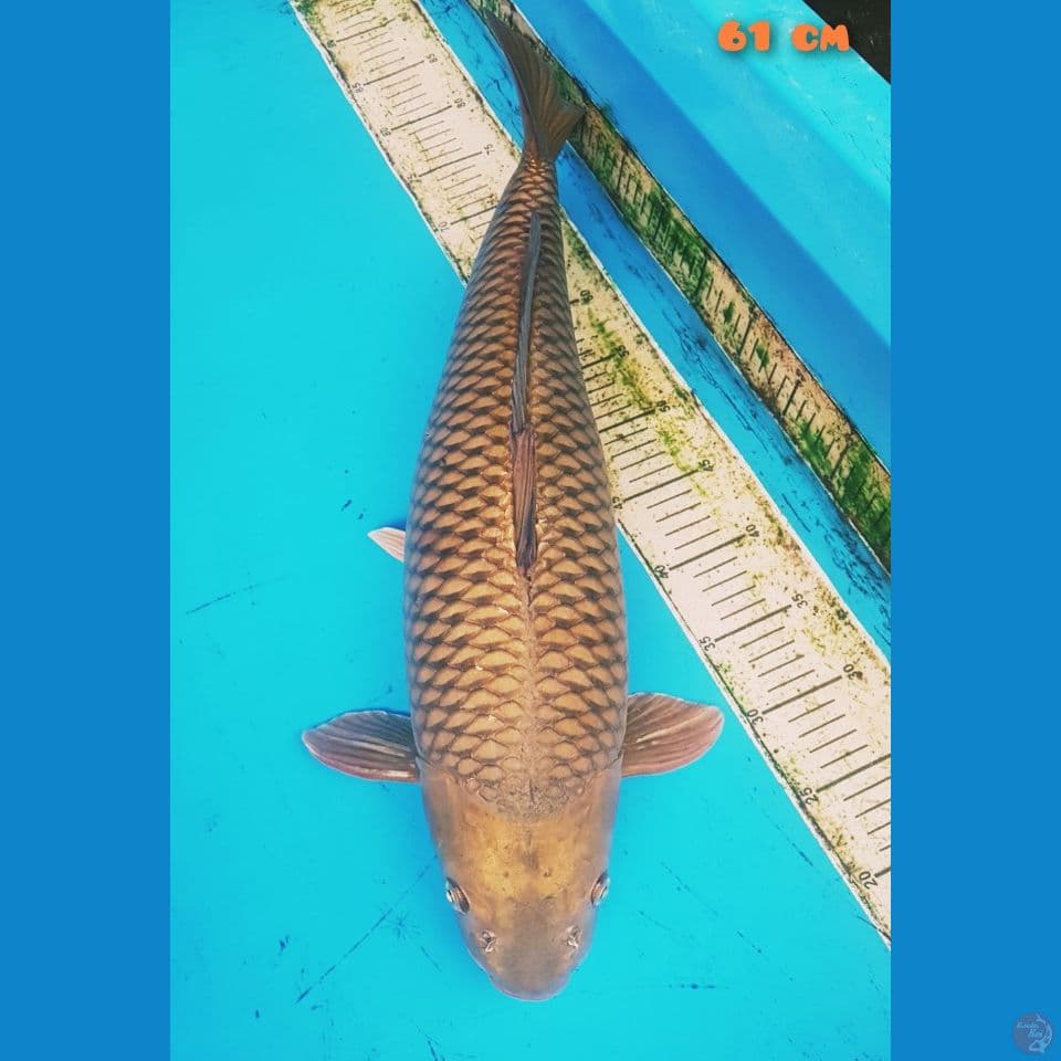 jumbo chagoi 61 cm