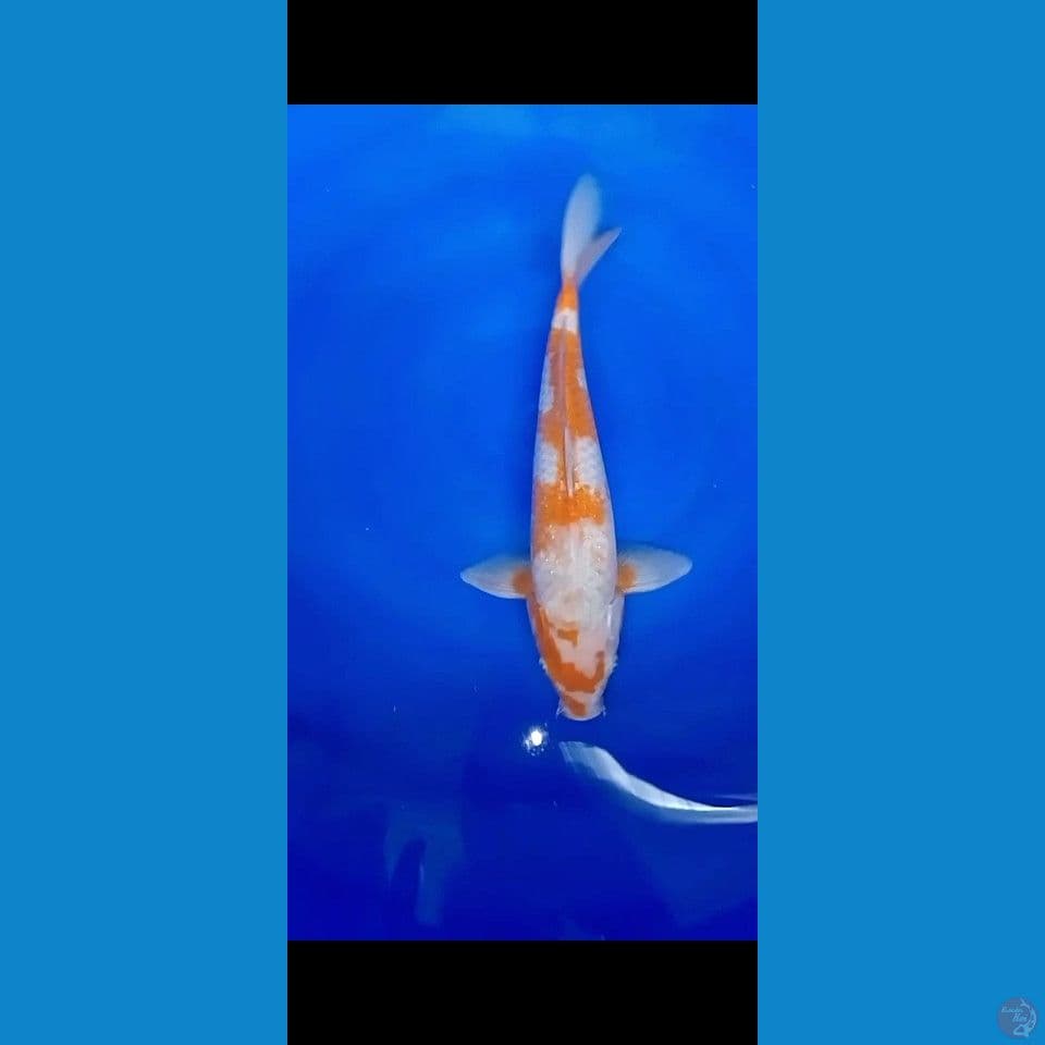 SABI KOYO 36 CM