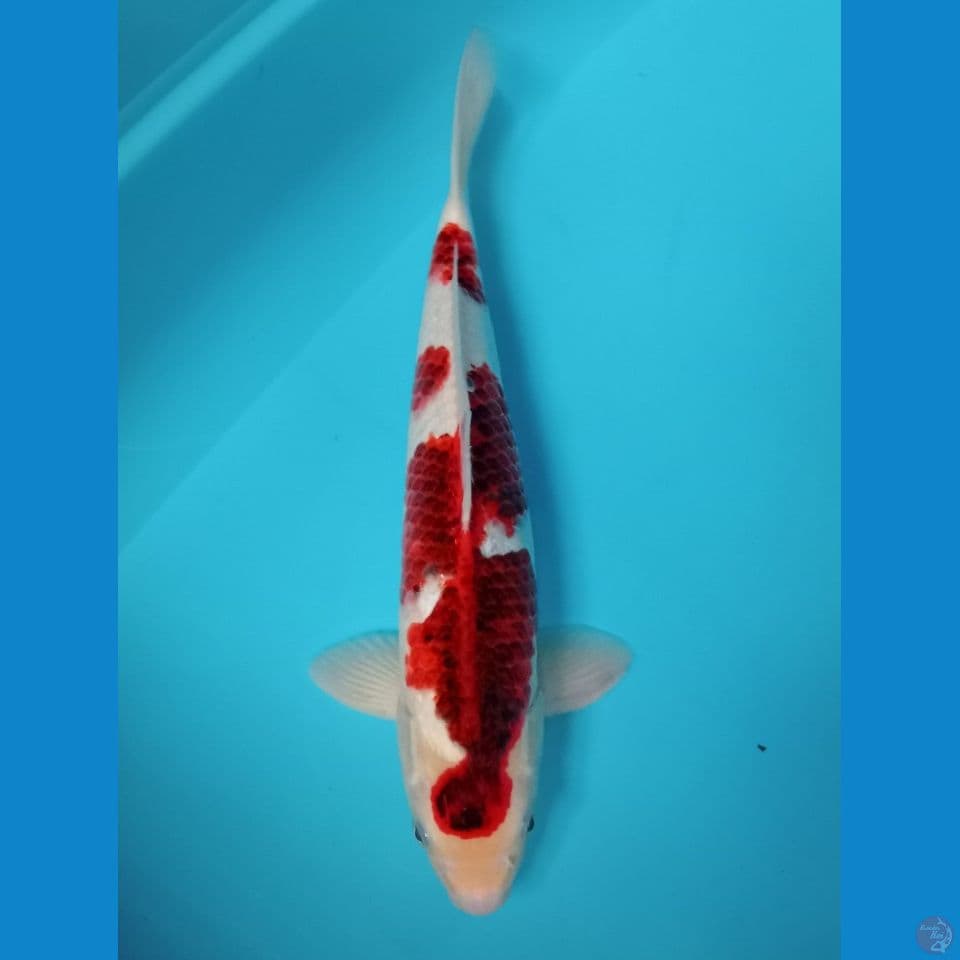Ai koromo 42 cm 
