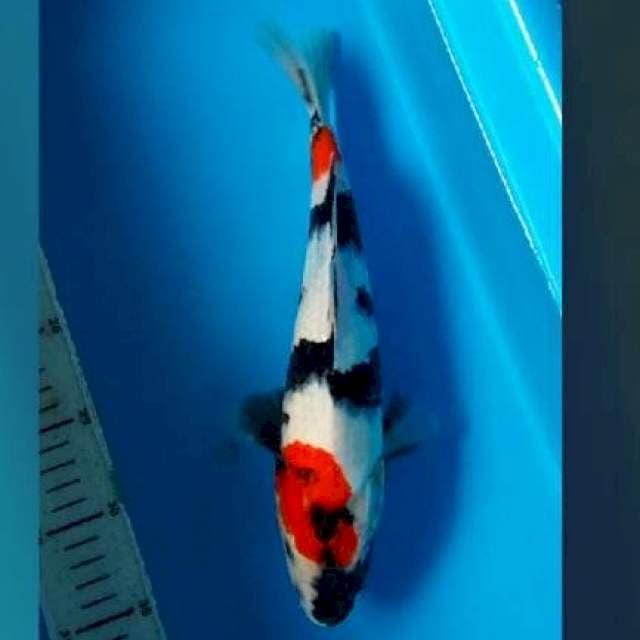 32CM - SHOWA SANSHOKU
