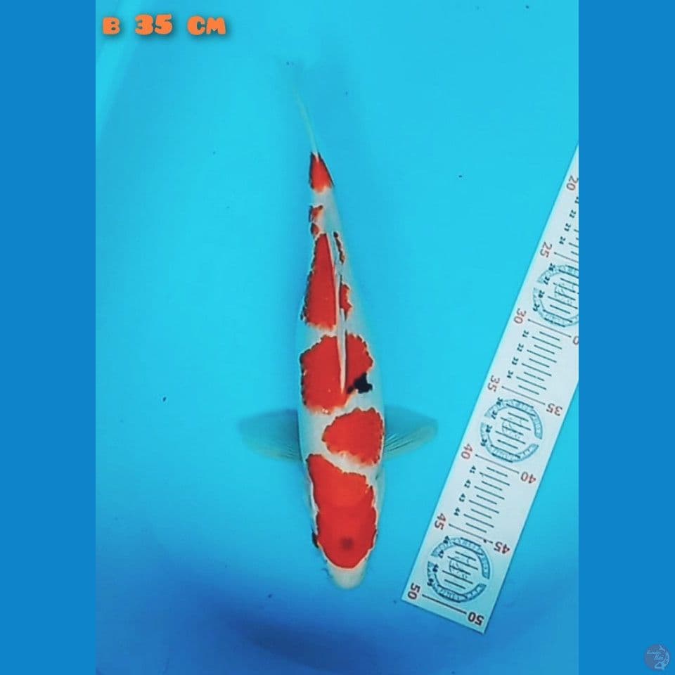 tategoi showa 35 cm