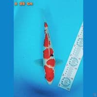 tategoi showa 35 cm
