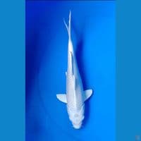 platinum 34 cm.f