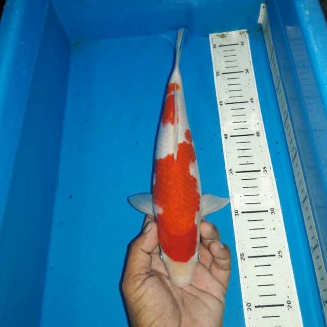 Kohaku f1 bakat jumbo