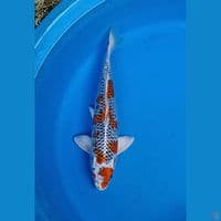 kujaku 33cm