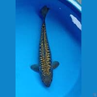 dragon water 36 cm