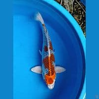 kujaku 35 cm