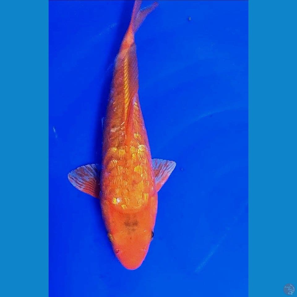 36cm beni karasi ginrin sisik naga