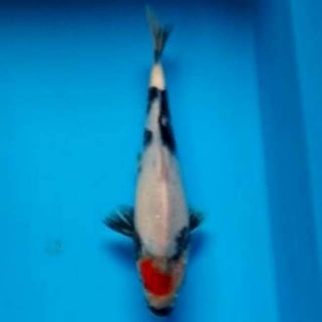 21CM - TAMI