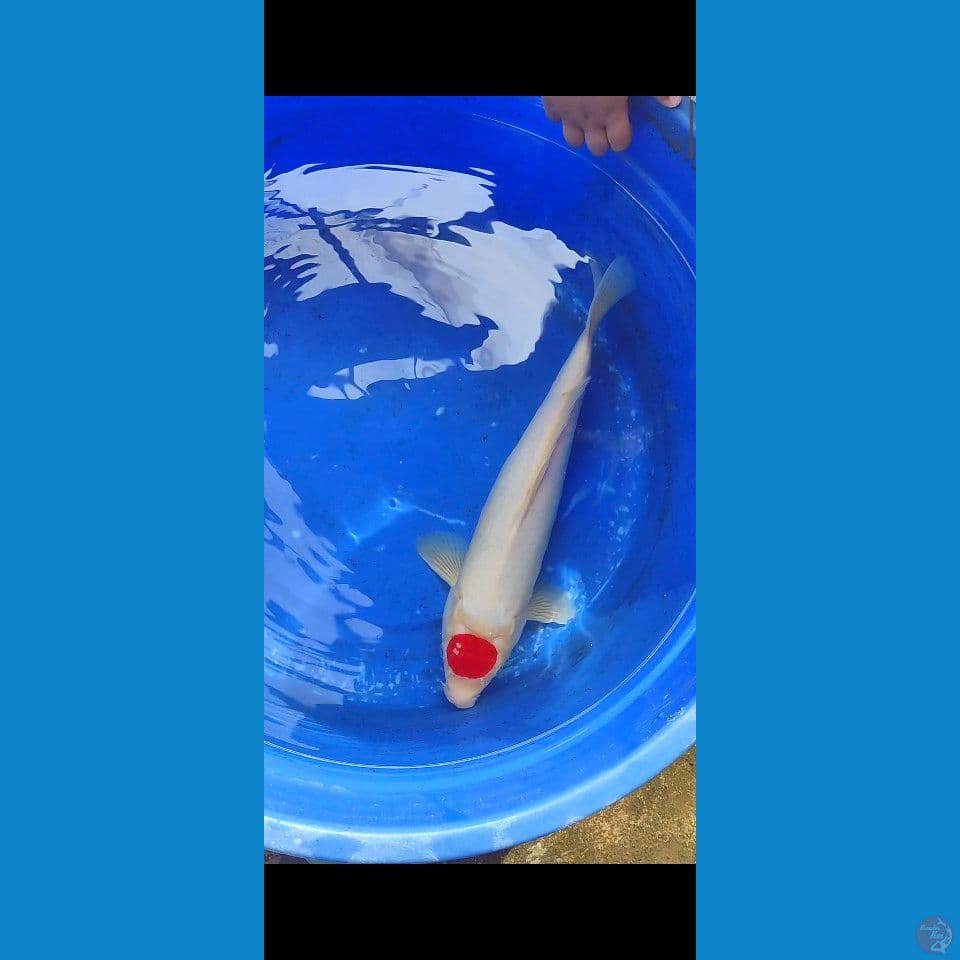Tancho Kohaku 40 cm bu