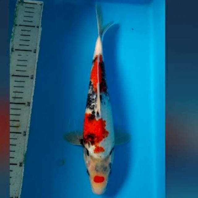30CM - MARUTIN SHOWA