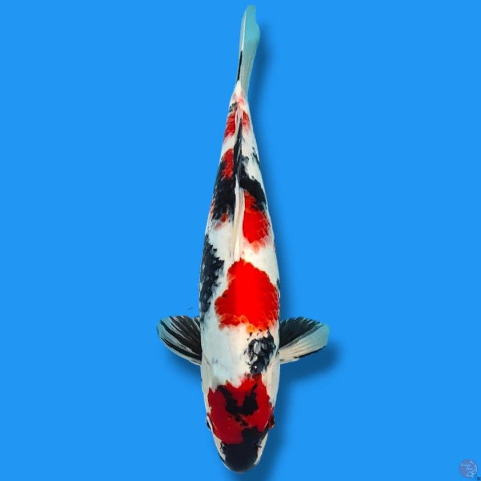 HQ Showa 45cm