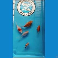 TAMASABA 5 EKOR BLOODLINE MARUSHIN SIZE 8 - 10cm