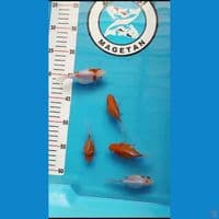 TAMASABA 5 EKOR BLOODLINE MARUSHIN SIZE 8 - 10 CM