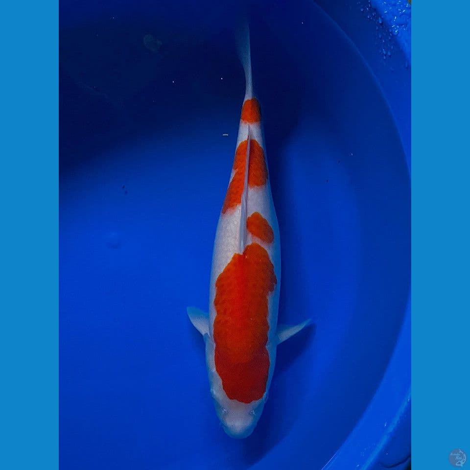 kohaku ori 41 cm f
