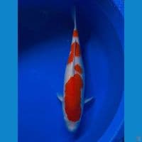 kohaku ori 41 cm f