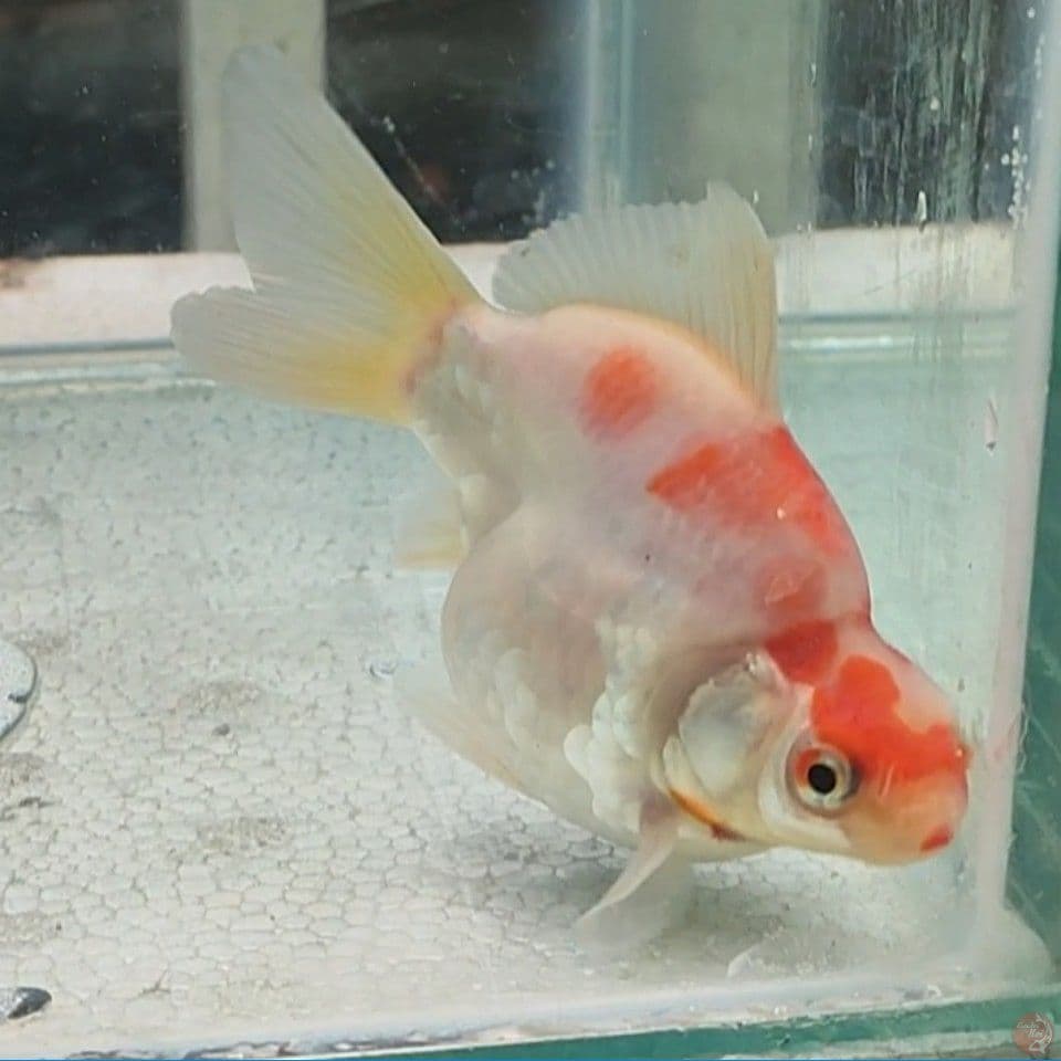 Maruten Short Body Tamasaba 