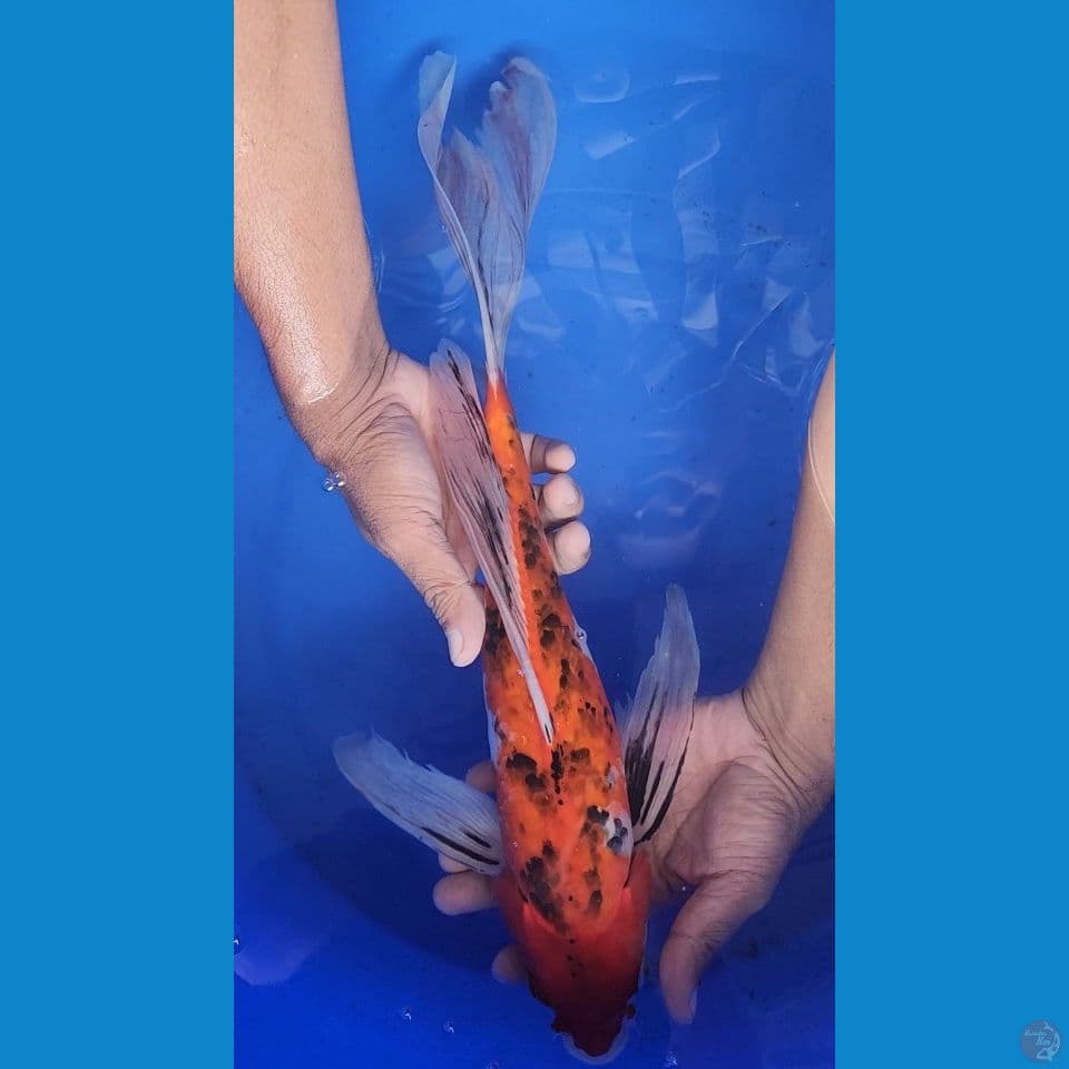 45cm kumpay GONDRONG