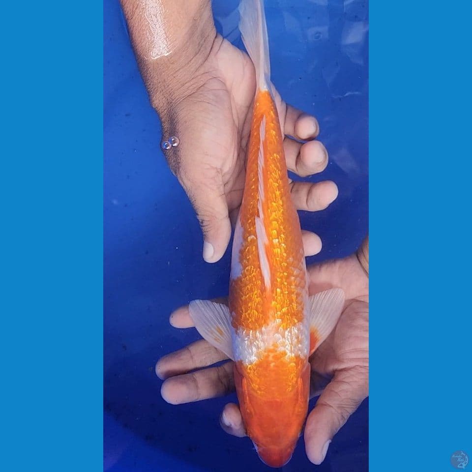 31cm Hariwake Ginrin