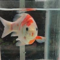 12CM Tamasaba Jos 