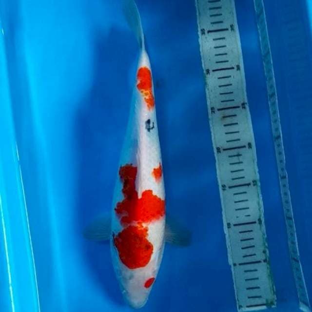 35CM - KINDAI SHOWA