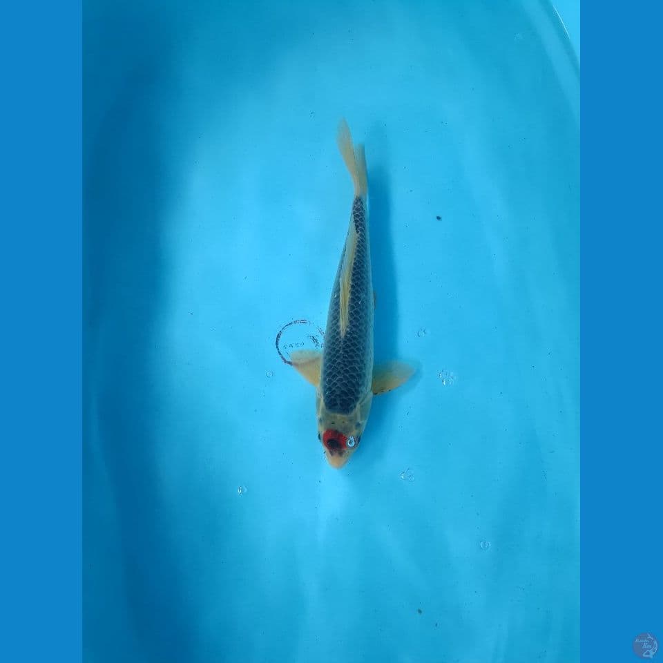 Tancho ghosiki 29 cm