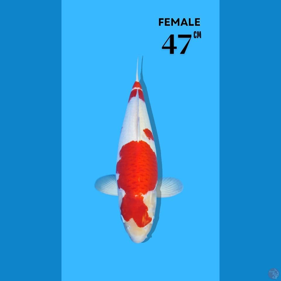 Kohaku Import Sakai 47cm Female