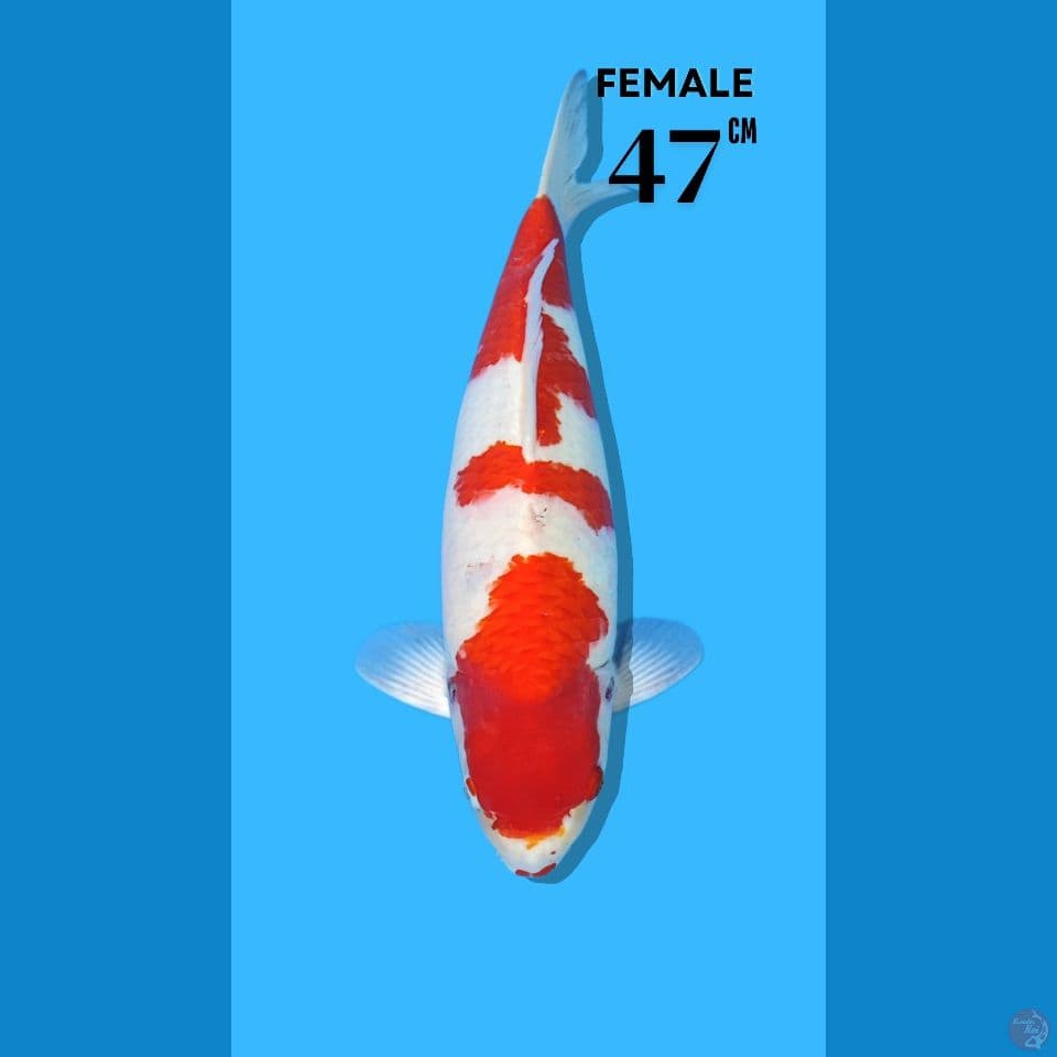 Kohaku Import Sakai 47cm Female