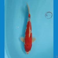 Ghosiki 32 cm