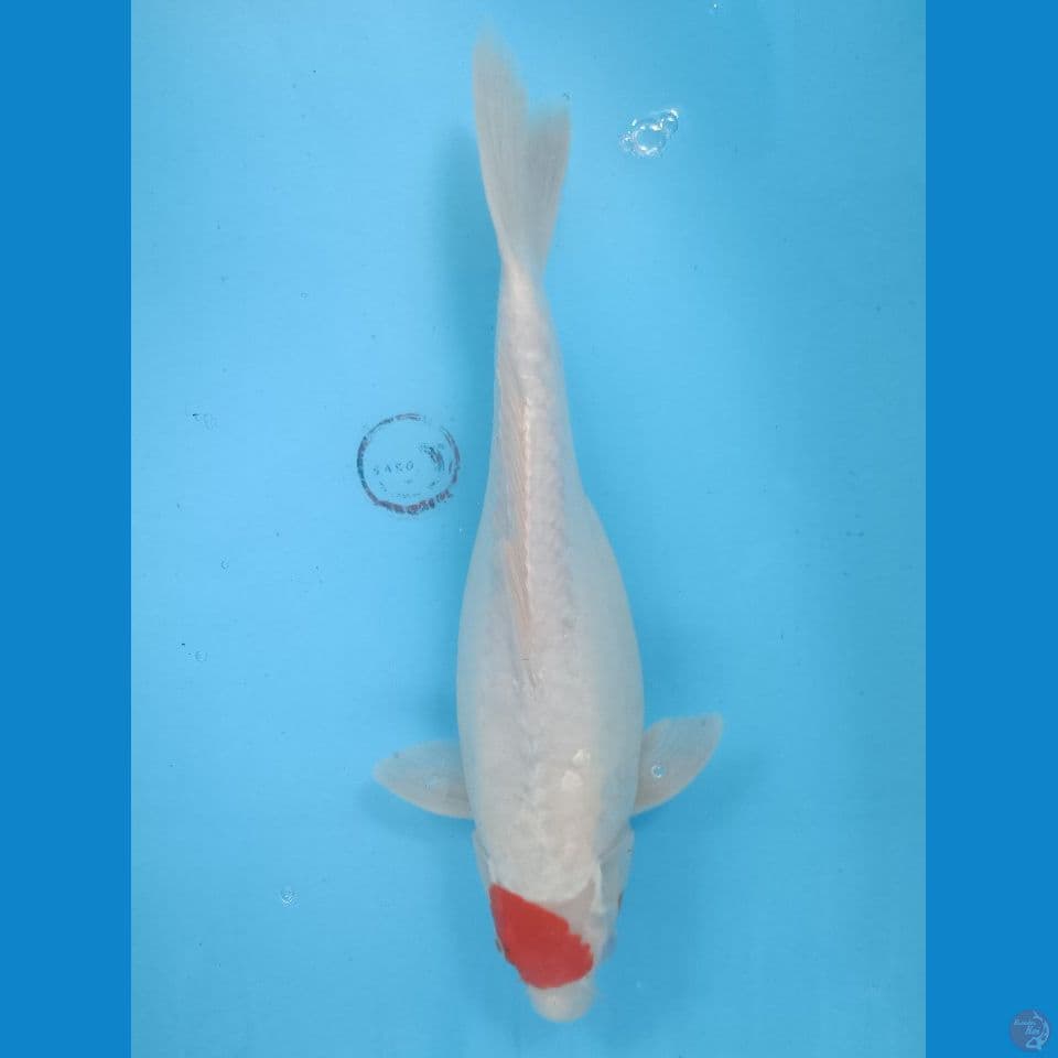 Tancho 36 cm