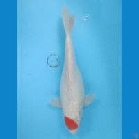 Tancho 36 cm
