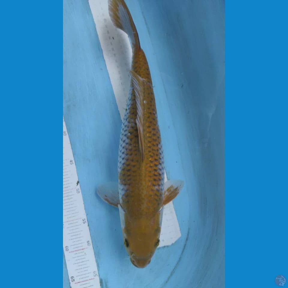 sabikoyo 40cm