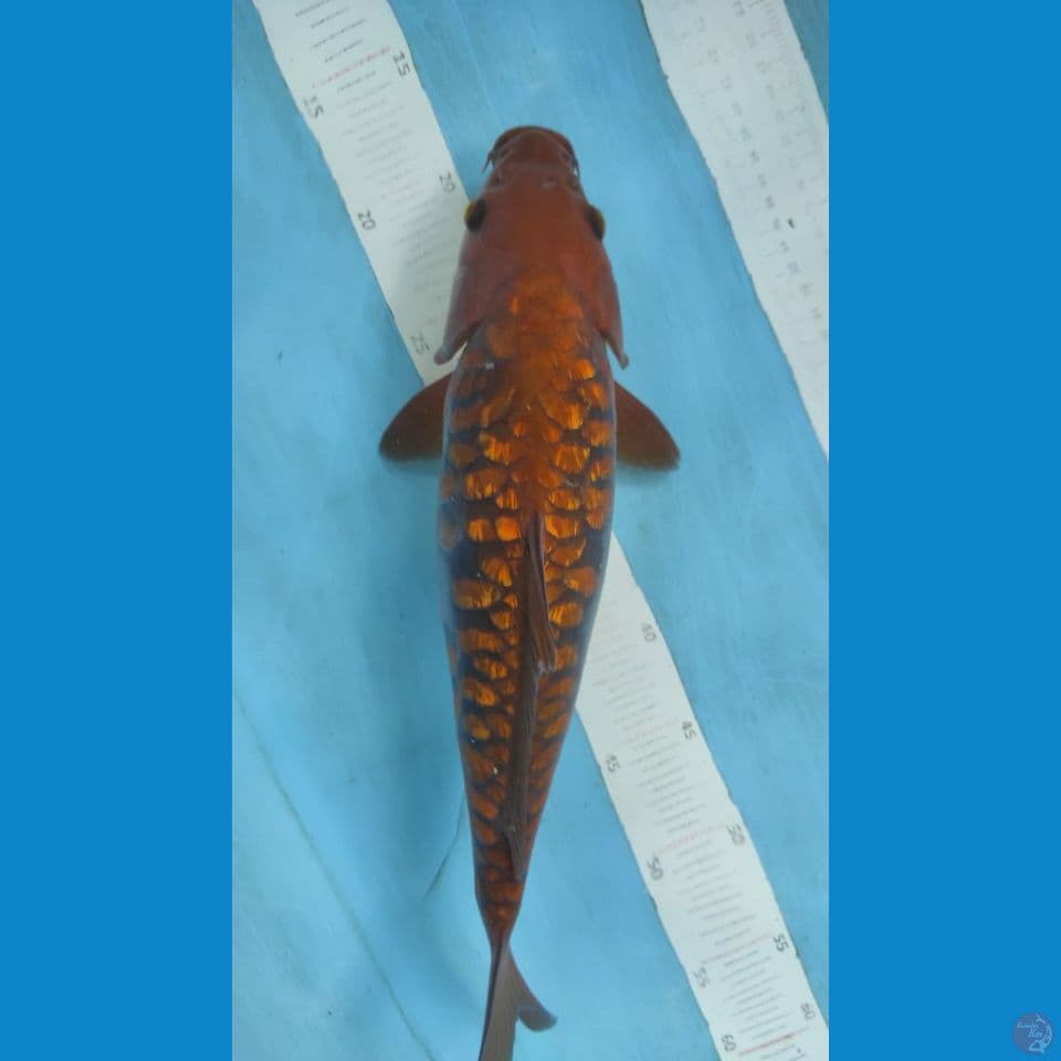 chagoi aragoke 38cm
