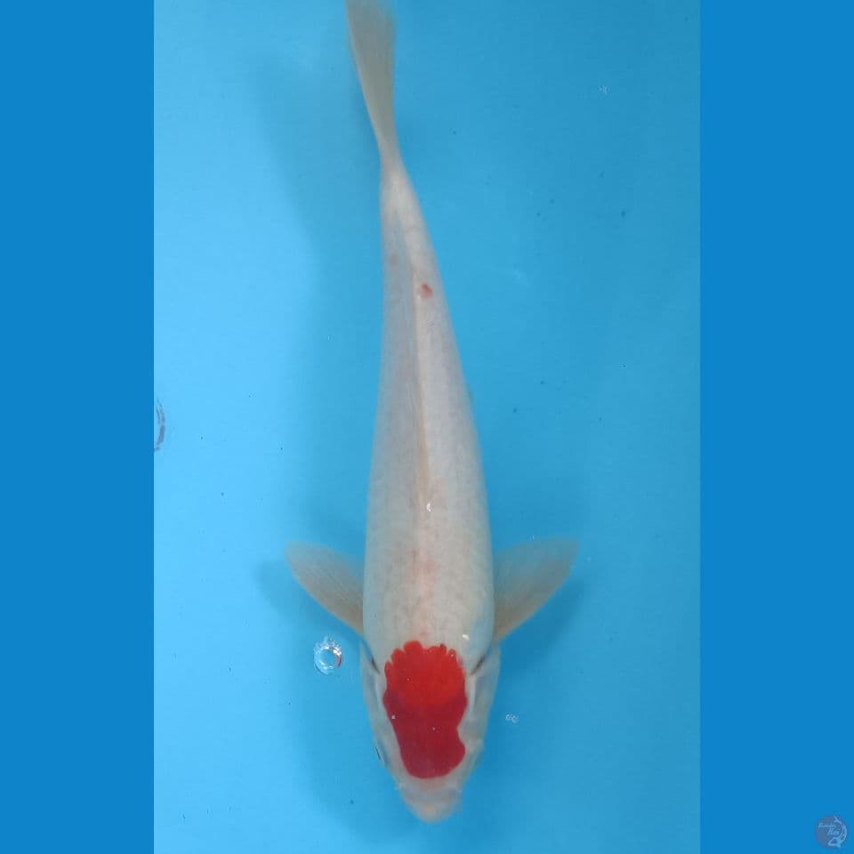 Tancho 29 cm