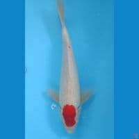 Tancho 29 cm