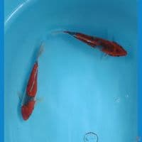 Ghosiki 2 ekor 21-22 cm